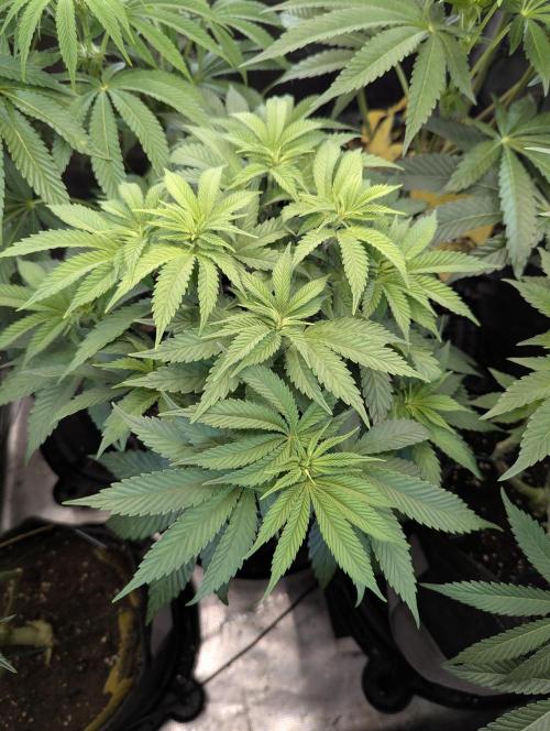 Glue 31 - Compound Genetics. Week 6
