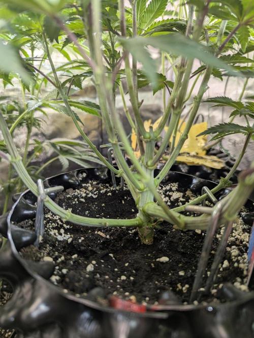Glue 31 - Compound Genetics. Week 6