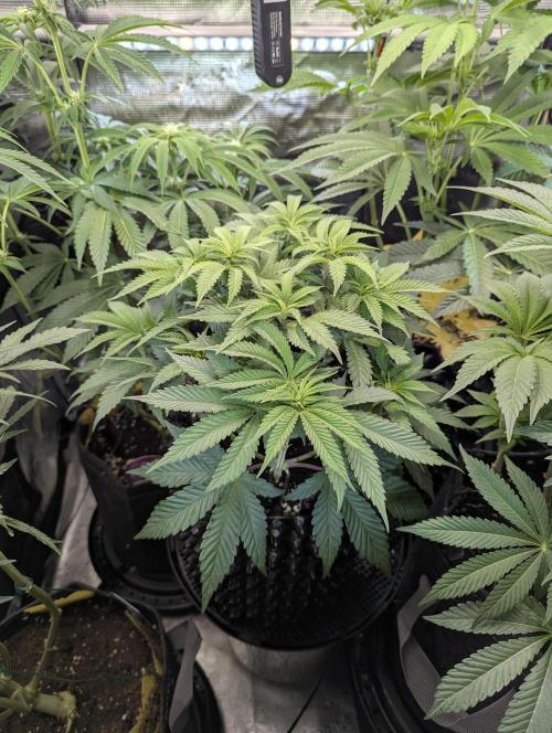 Glue 31 - Compound Genetics. Week 6