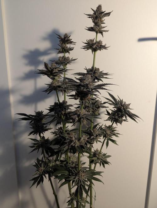 ZodaZa - Umami. Week 13