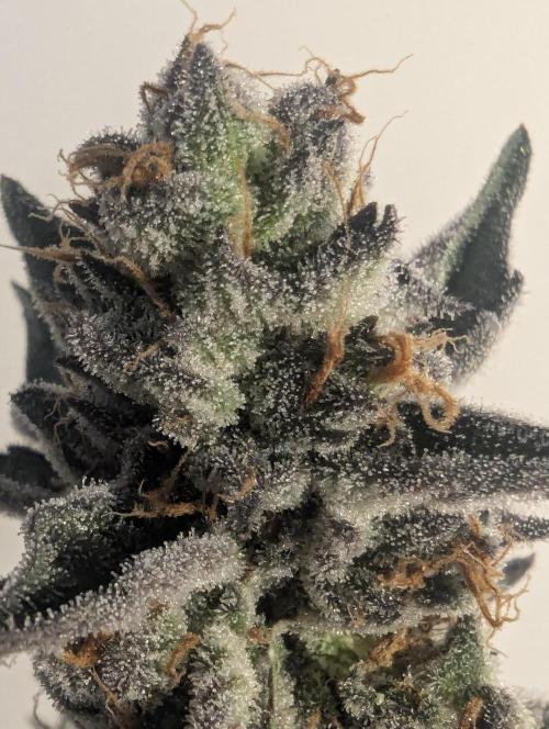 ZodaZa - Umami. Week 13