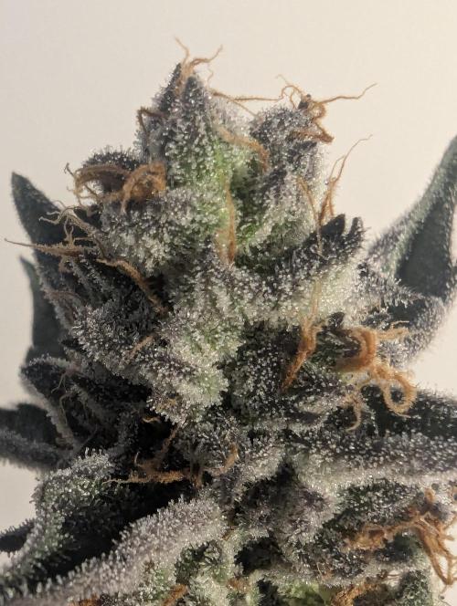 ZodaZa - Umami. Week 13