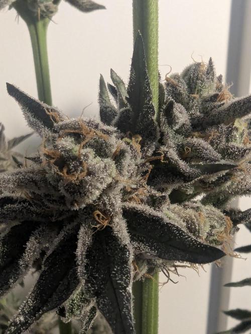 ZodaZa - Umami. Week 13