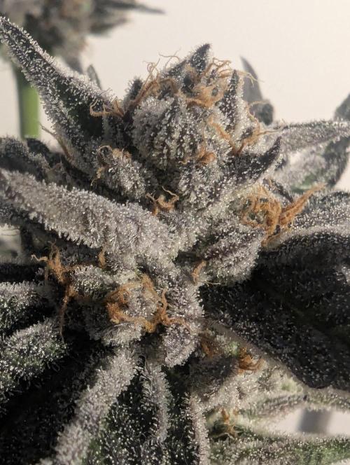ZodaZa - Umami. Week 13