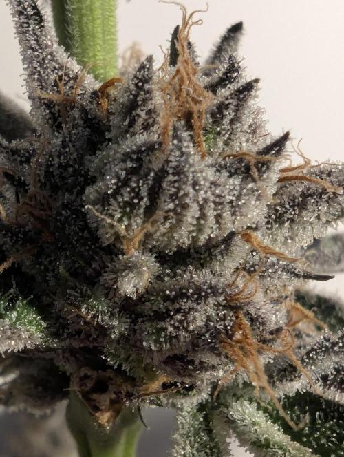 ZodaZa - Umami. Week 13