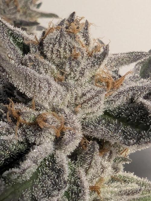 ZodaZa - Umami. Week 13