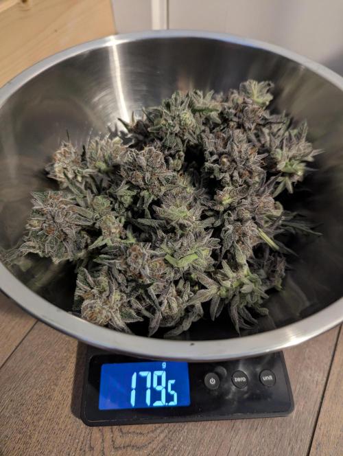 ZodaZa - Umami. Week 13