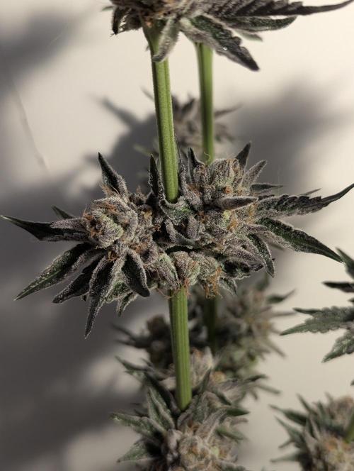 ZodaZa - Umami. Week 13