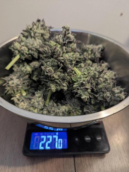 Zhampagne - Compound Genetics. Week 12