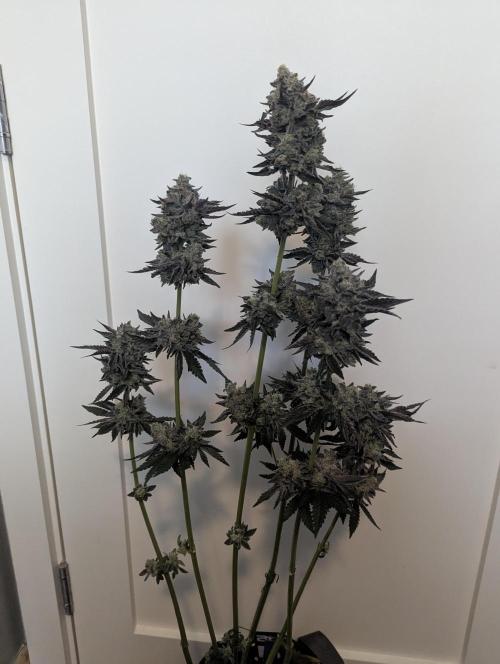 Zhampagne - Compound Genetics. Week 12