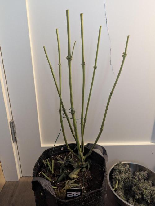 Zhampagne - Compound Genetics. Week 12