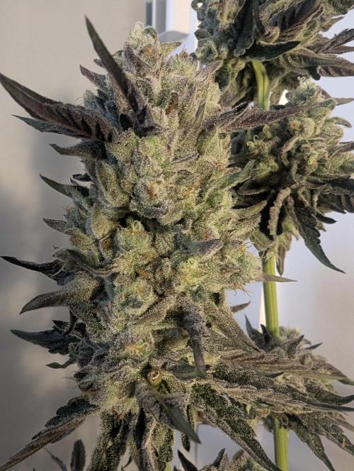 Zhampagne - Compound Genetics. Week 12