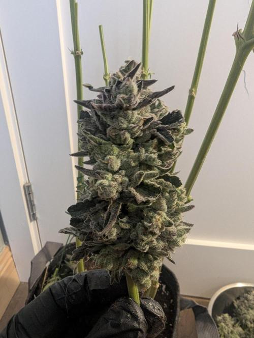 Zhampagne - Compound Genetics. Week 12