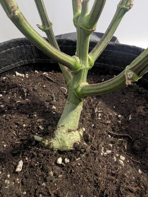 Zhampagne - Compound Genetics. Week 12