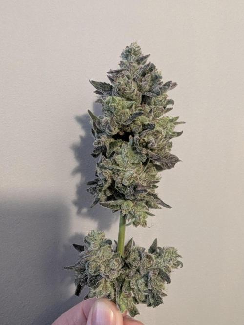 Zhampagne - Compound Genetics. Week 12