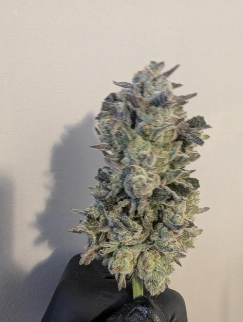 Zhampagne - Compound Genetics. Week 12