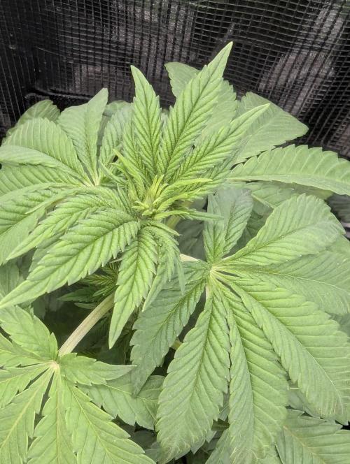 Mental Rainbow FF - Sweet Seeds. Week 5