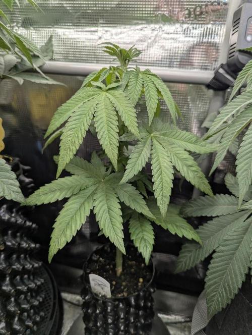 Mental Rainbow FF - Sweet Seeds. Week 5