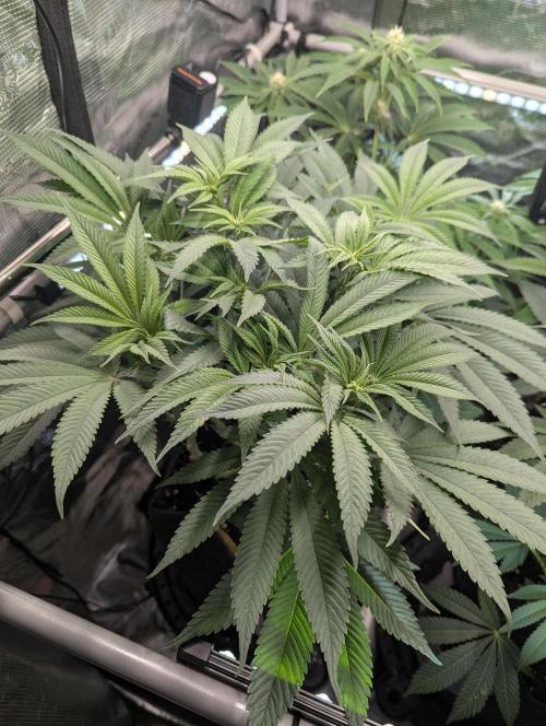 Holy Snow - Greenhouse Seed Co.. Week 8