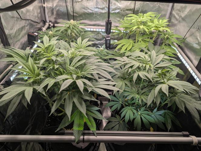 Holy Snow - Greenhouse Seed Co.. Week 8