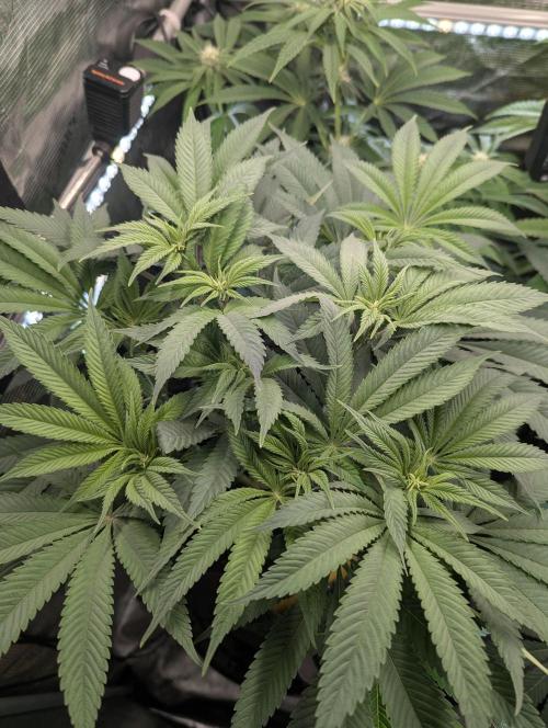 Holy Snow - Greenhouse Seed Co.. Week 8