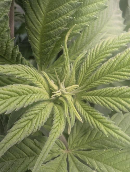 Holy Snow - Greenhouse Seed Co.. Week 8