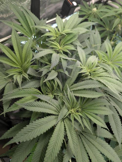 Holy Snow - Greenhouse Seed Co.. Week 8