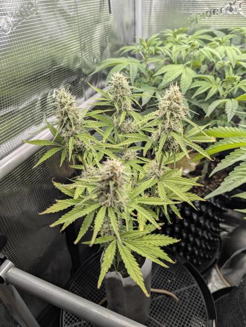 TB SkittleZ Auto - Bulldog Seeds. Week 8
