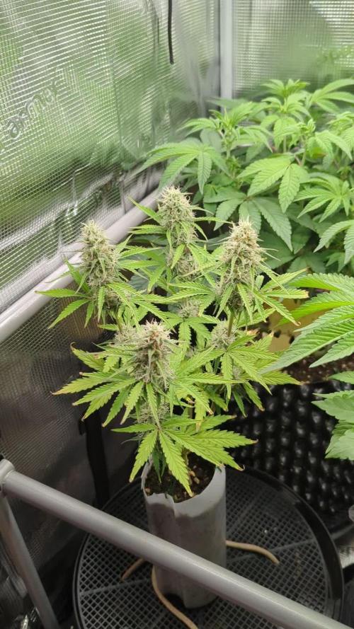 TB SkittleZ Auto - Bulldog Seeds