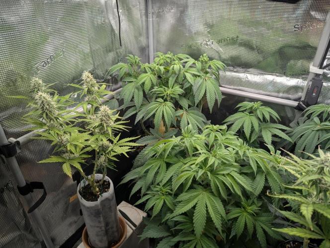 TB SkittleZ Auto - Bulldog Seeds. Week 8