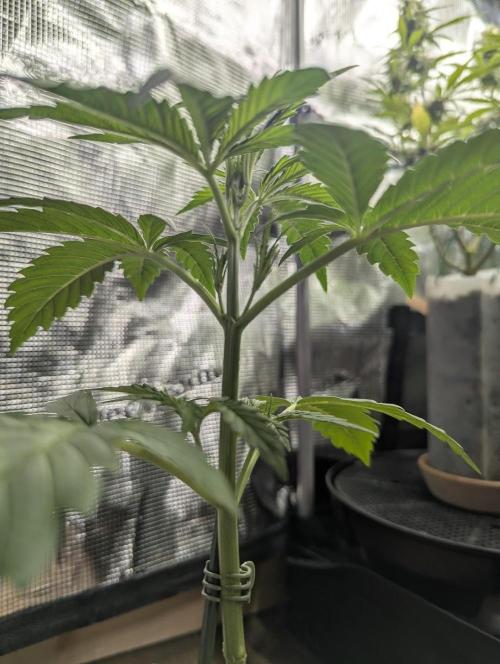 Toad Venum Auto - Growers Choice. Week 3