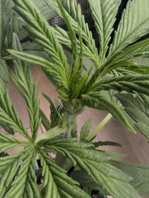 Toad Venum Auto - Growers Choice. Week 3