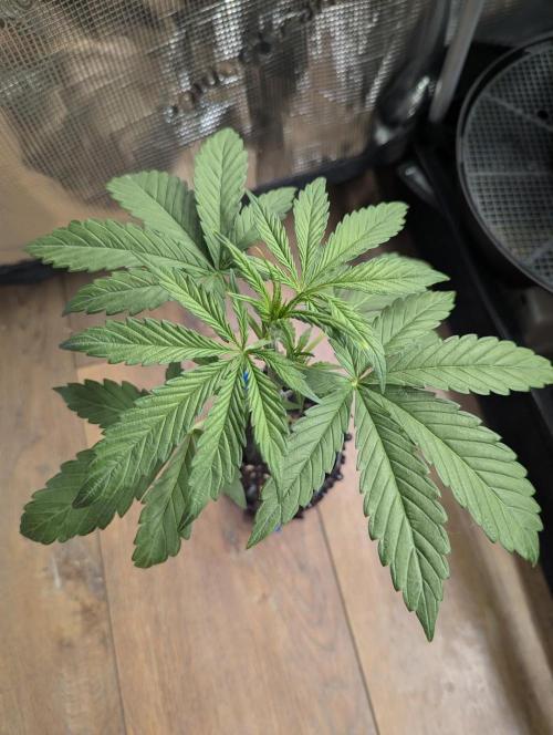 Toad Venum Auto - Growers Choice. Week 3