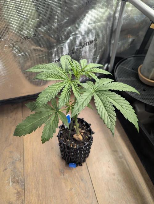 Toad Venum Auto - Growers Choice. Week 3