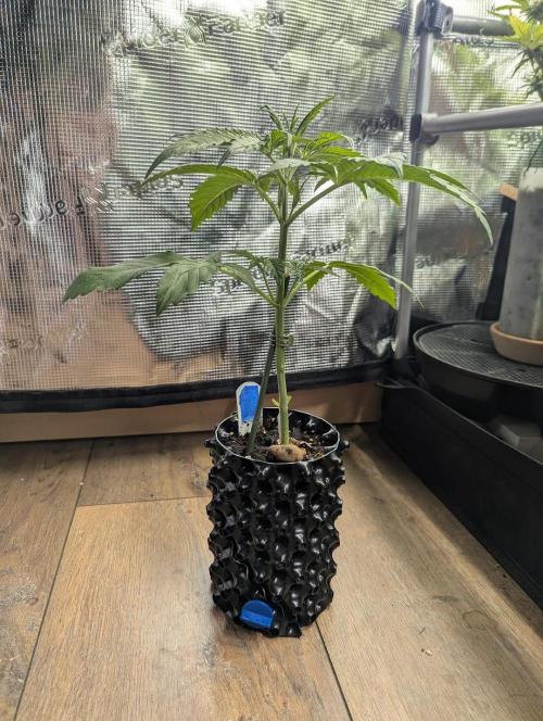 Toad Venum Auto - Growers Choice. Week 3
