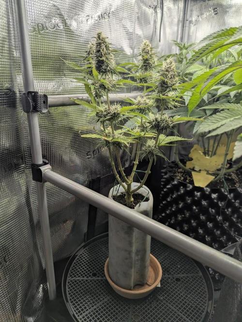 TB SkittleZ Auto - Bulldog Seeds. Week 8