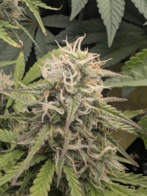 TB SkittleZ Auto - Bulldog Seeds. Week 8