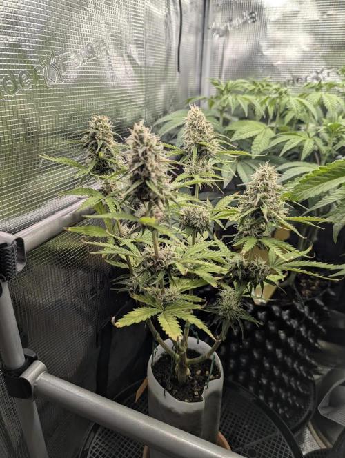 TB SkittleZ Auto - Bulldog Seeds. Week 8