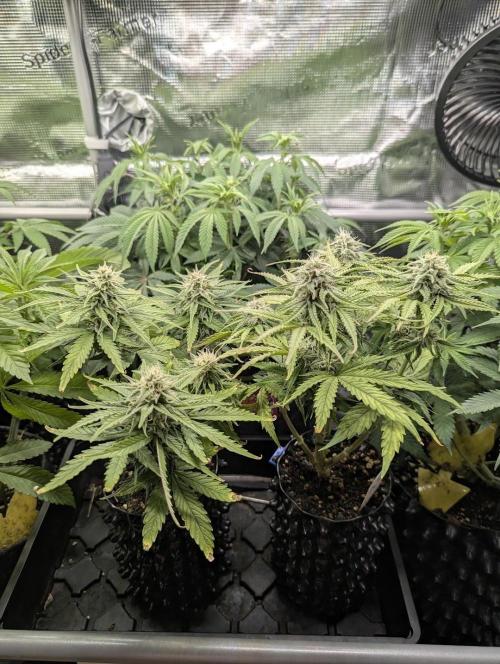 Micro Grow Q126. Week 7