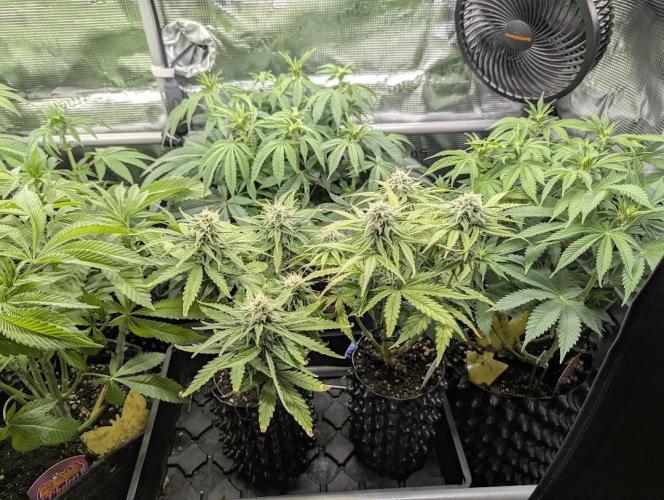Micro Grow Q126. Week 7