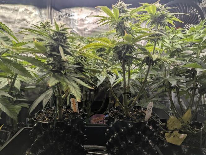Micro Grow Q126. Week 7
