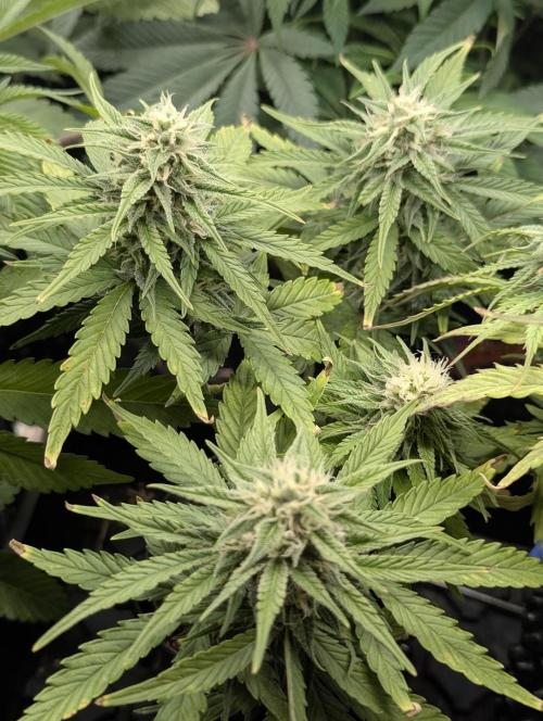 Micro Grow Q126. Week 7