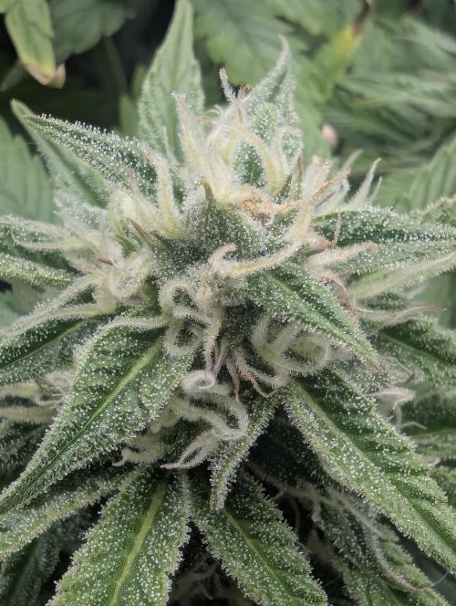 Micro Grow Q126. Week 7
