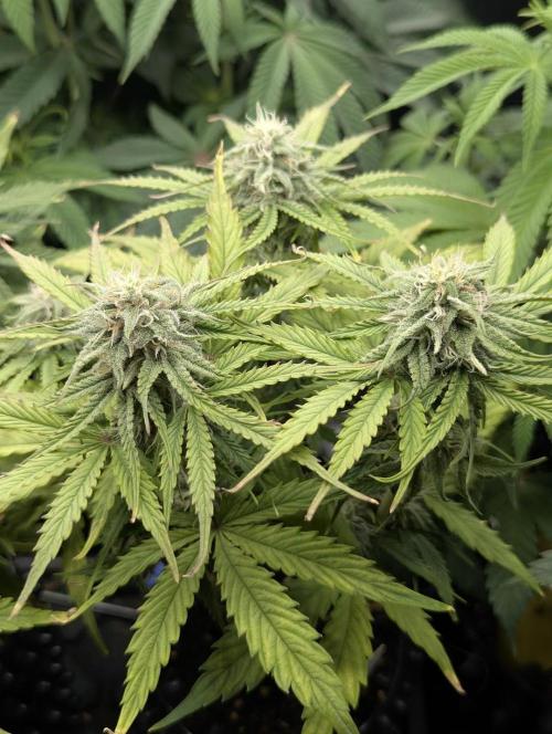 Micro Grow Q126. Week 7