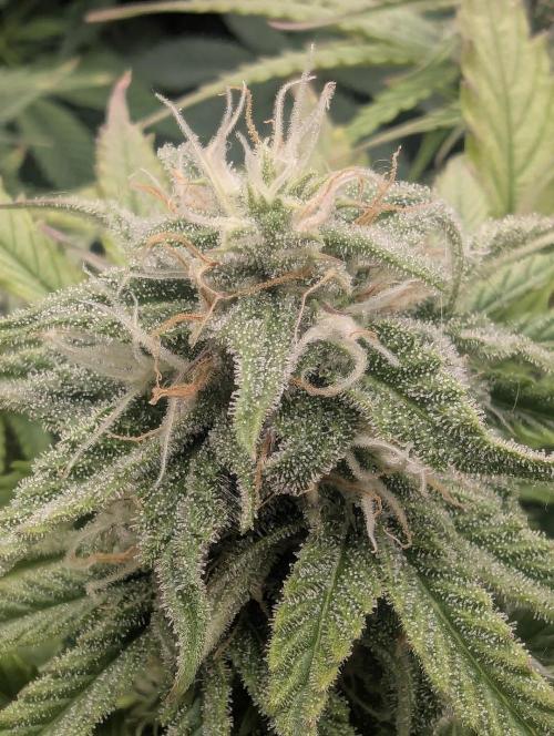 Micro Grow Q126. Week 7