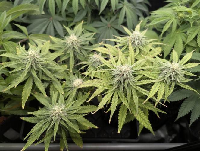 Micro Grow Q126. Week 7