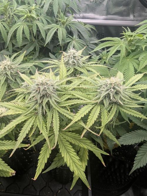 Micro Grow Q126. Week 7