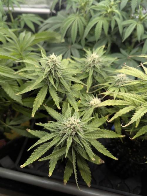 Micro Grow Q126. Week 7