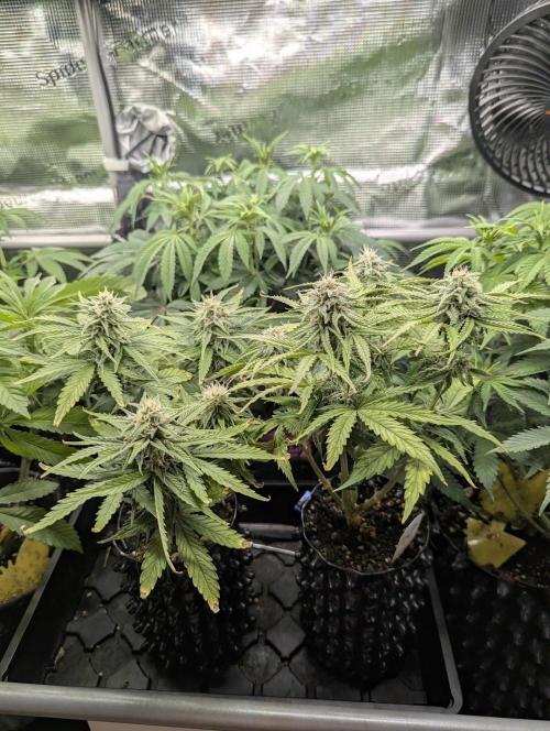 Micro Grow Q126. Week 7