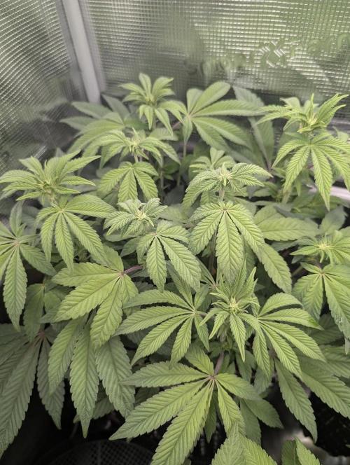 Potion - Wizard Trees. Week 8